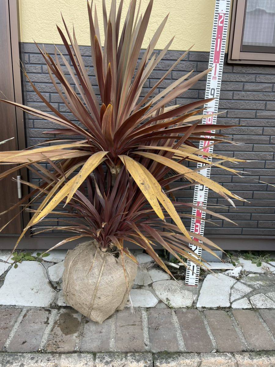 希少☆重さ売り みかも石 ミカモ石 三毳石 ドライガーデン