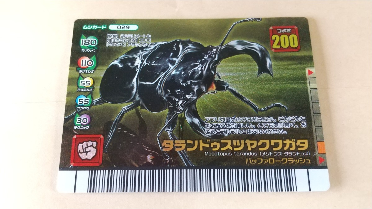 タランドゥスツヤクワガタ 5周年 バッファロークラッシュ Yahoo