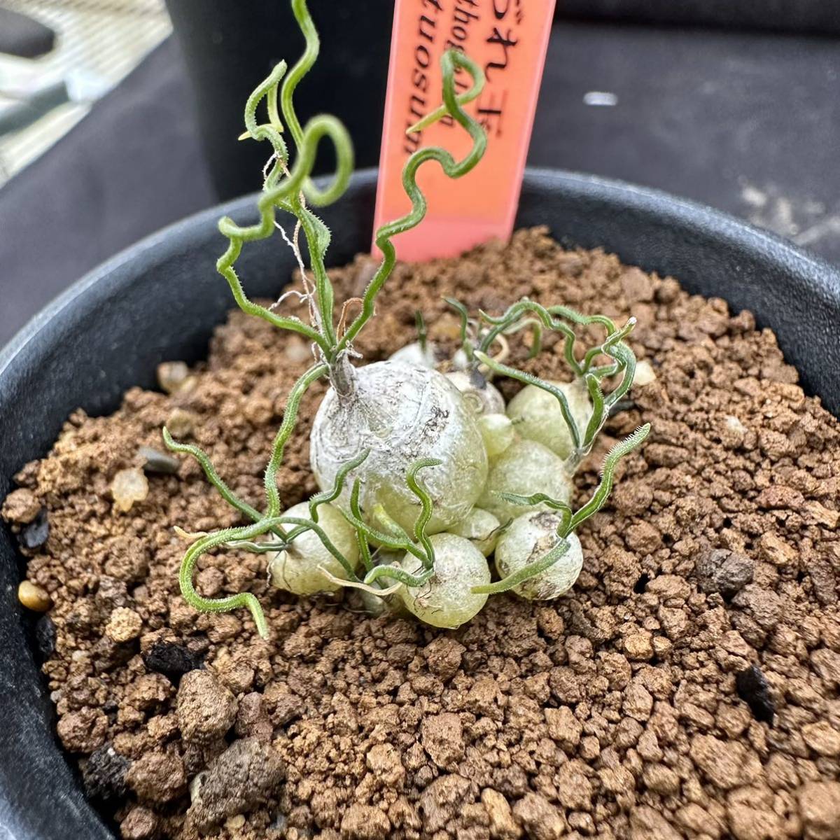 35#多肉植物アエオニウム錦❤️コーニッシュトリビュート錦❤️1頭3芽