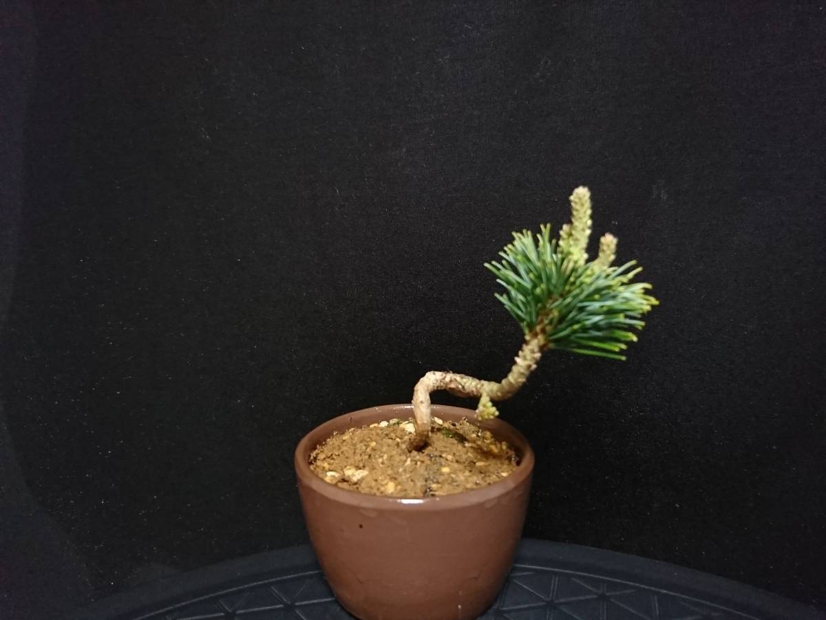 八房五葉松／明星 』素晴らしい樹形／樹高13㎝／小品盆栽／五葉松 』