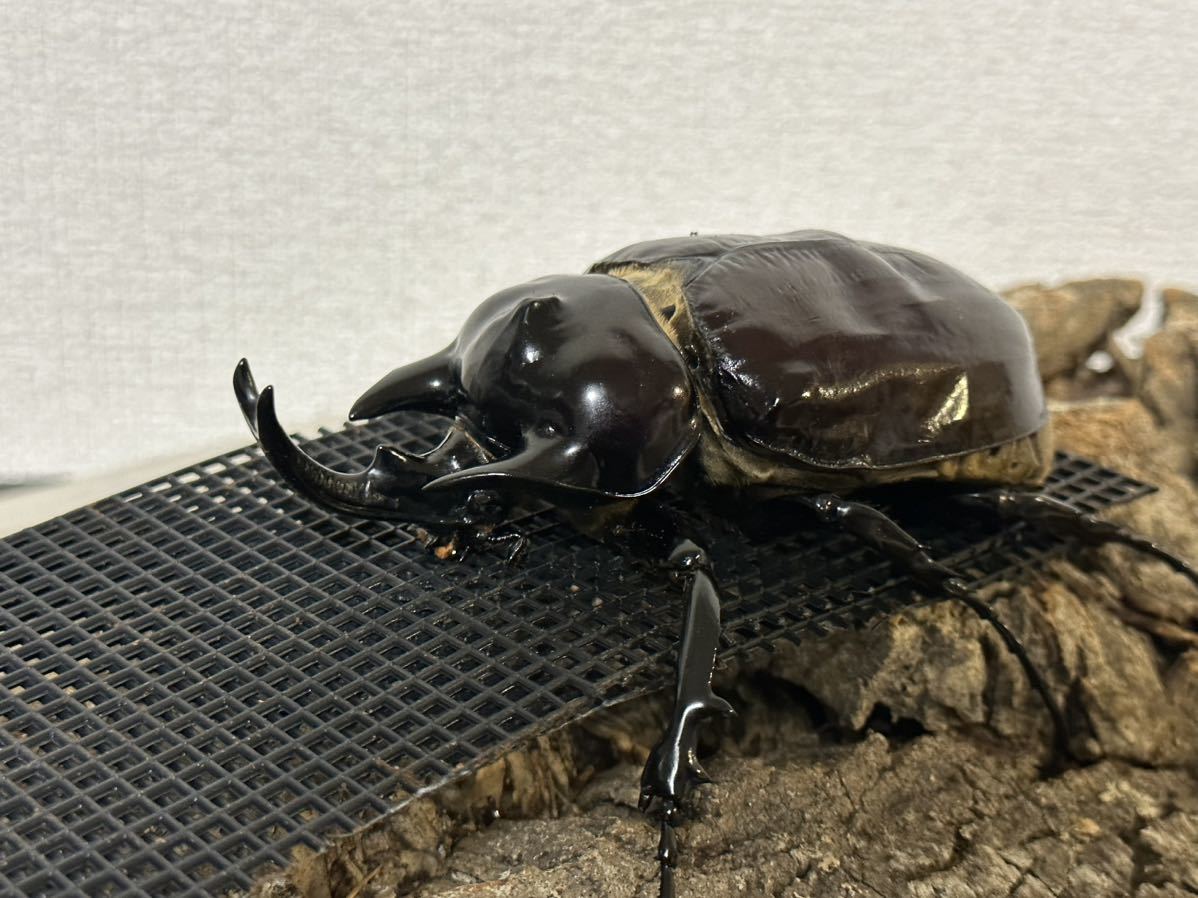 未使用】[bibagon] 超貴重!! ヴァズデメロゾウカブト ♂113．5mm