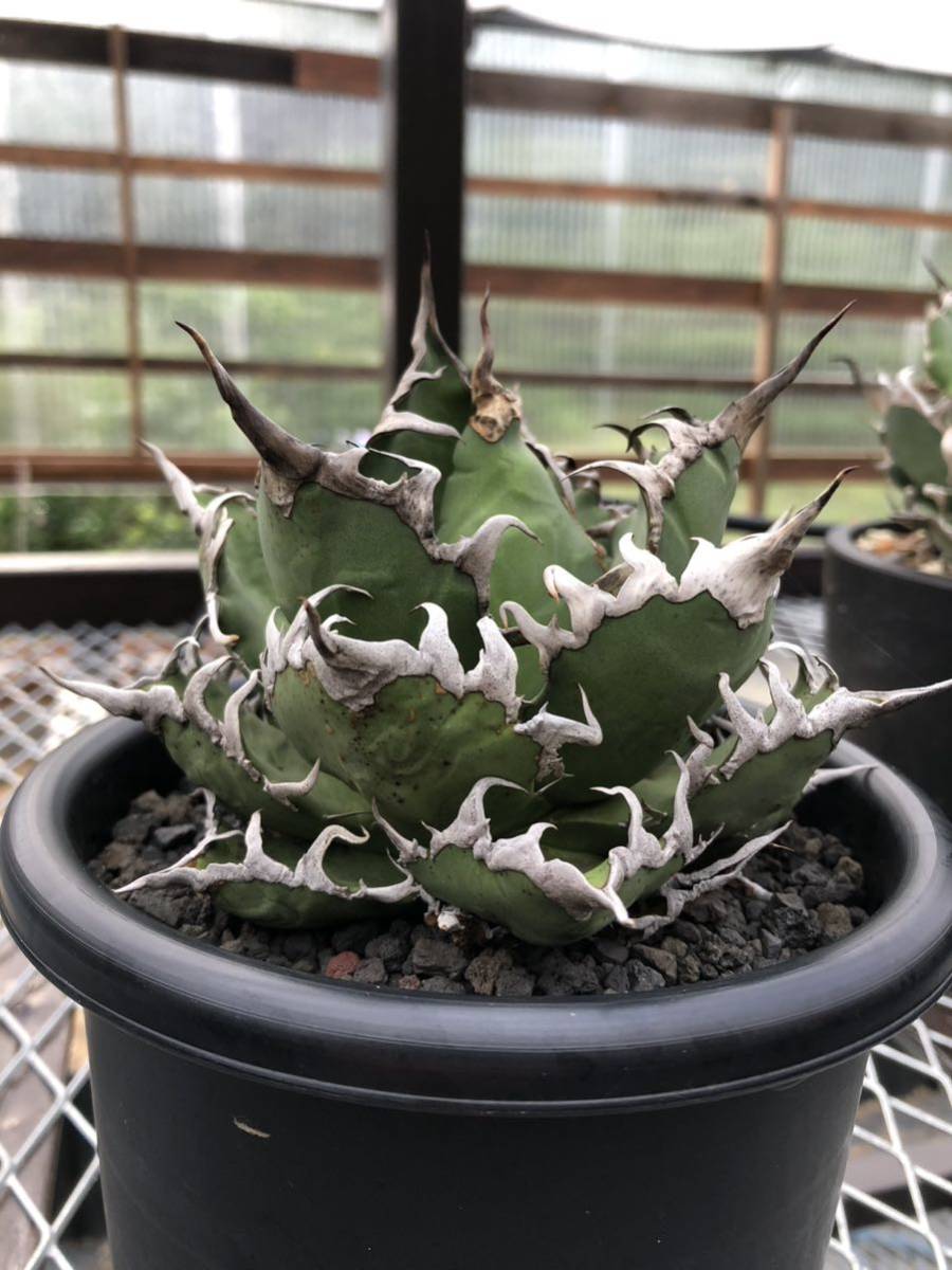 現品】アガベアメリカーナ中斑、メディオピクタアルバ 華厳(ケゴン）12