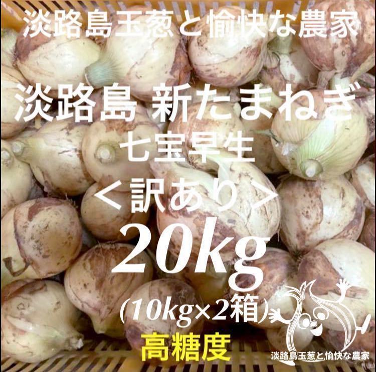 有効期限間近 七宝早生7号 玉ねぎ種子 有効期限間近 七宝早生7号 玉ねぎ種子