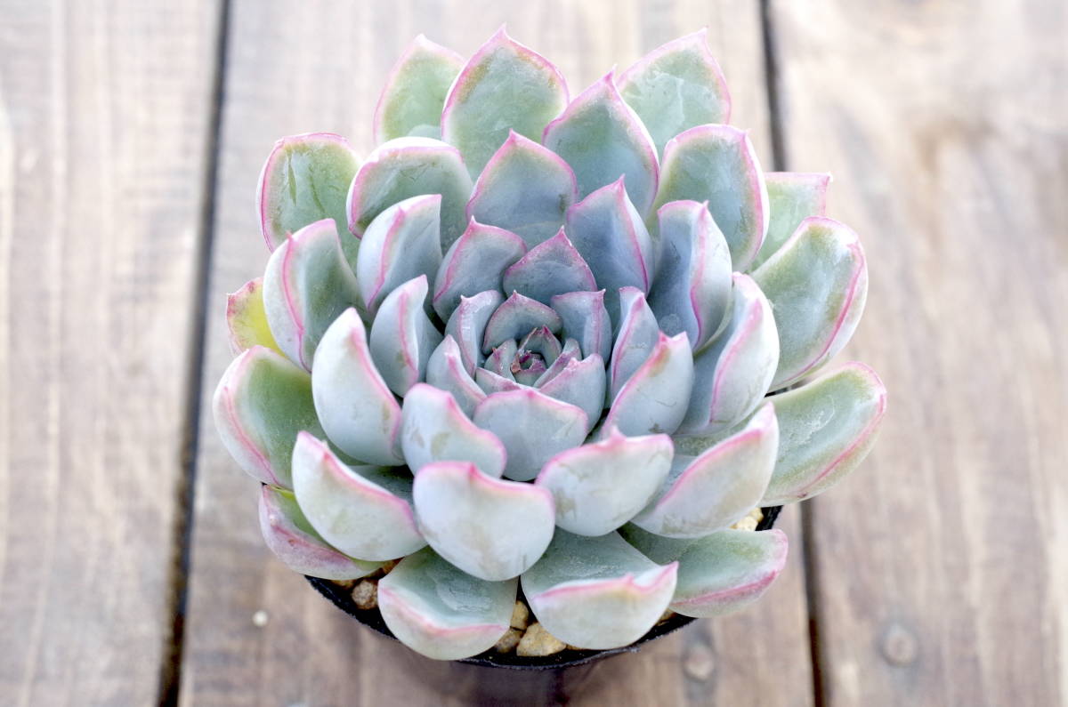 やや傷や汚れあり】【人気種】エケベリア フィオナ Echeveria 'Fiona