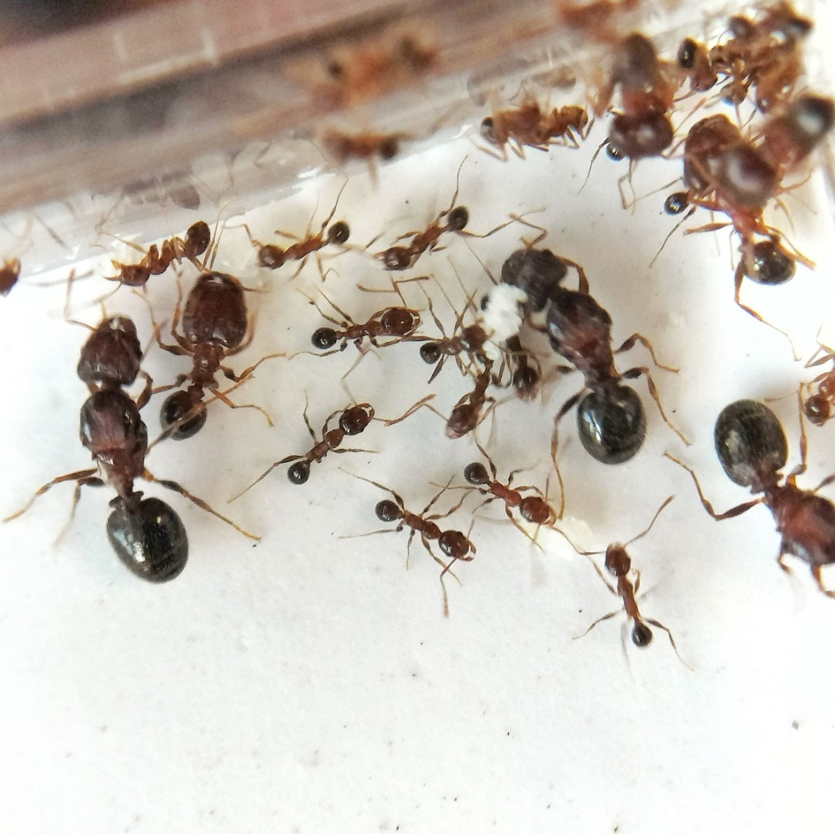 Pheidole flaveria （オオズアリ系） 女王アリ多数のコロニー