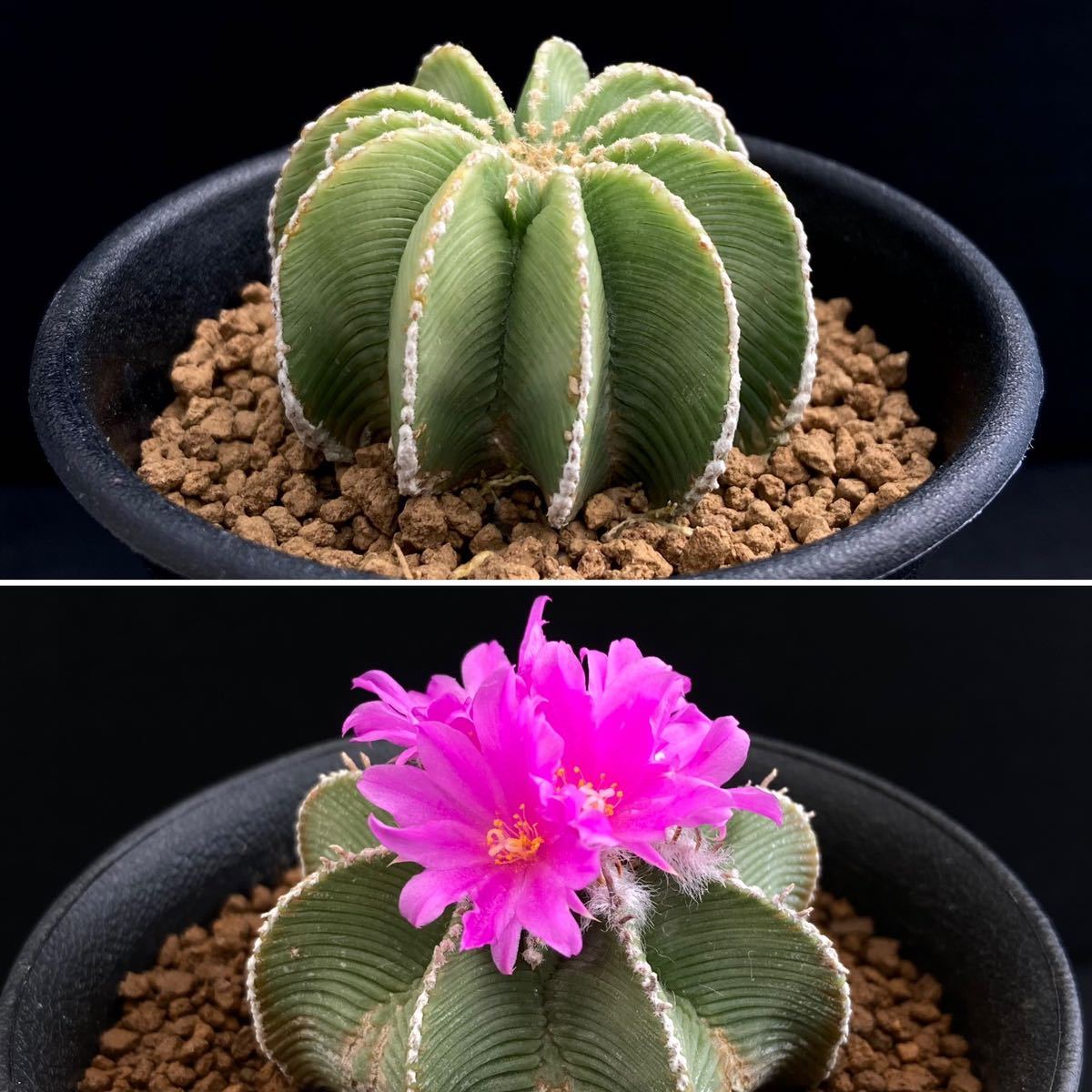 サボテン アズテキウム 花籠 リッテリ 発根済 希少種 抜き苗 【公式通販】