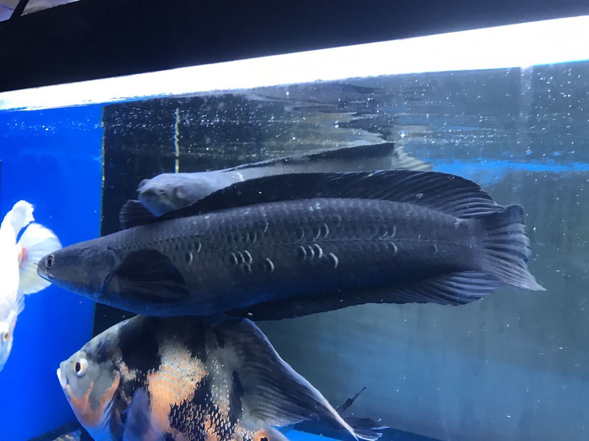 漆黒の チャンナメラノプテルス サンピット産 チャンナマルリオ