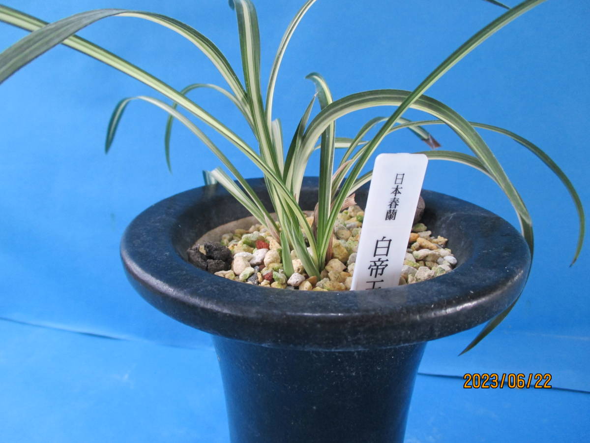 春蘭・寒蘭・日本春蘭・韓国春蘭平成9年登録変わり葉羅紗品種「羅生門