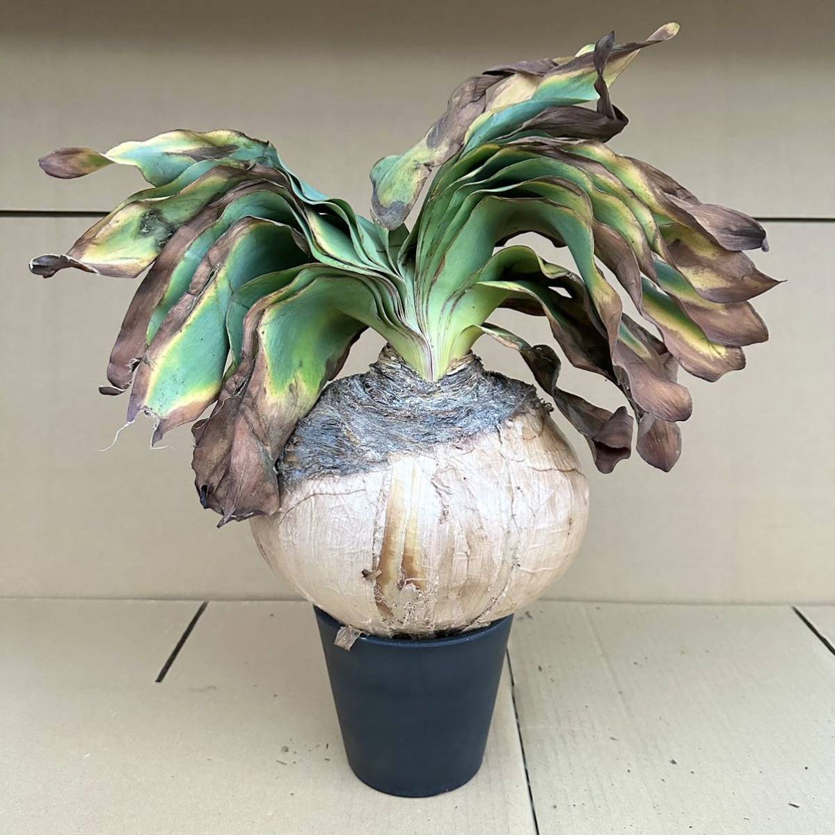 ラティファンディウム