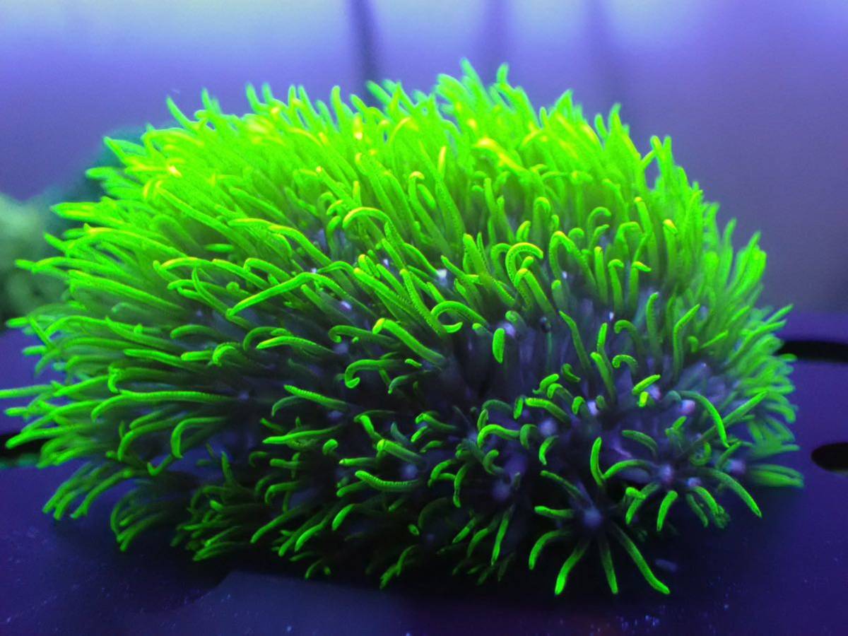 スターポリプ大 175424239_o3.jpg?