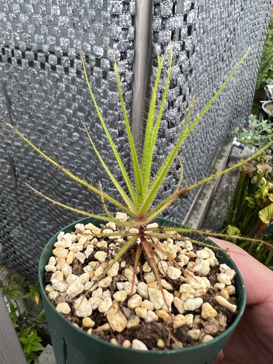 Roridula dentata 種子6粒 食虫植物 ロリズラ 【公式通販】