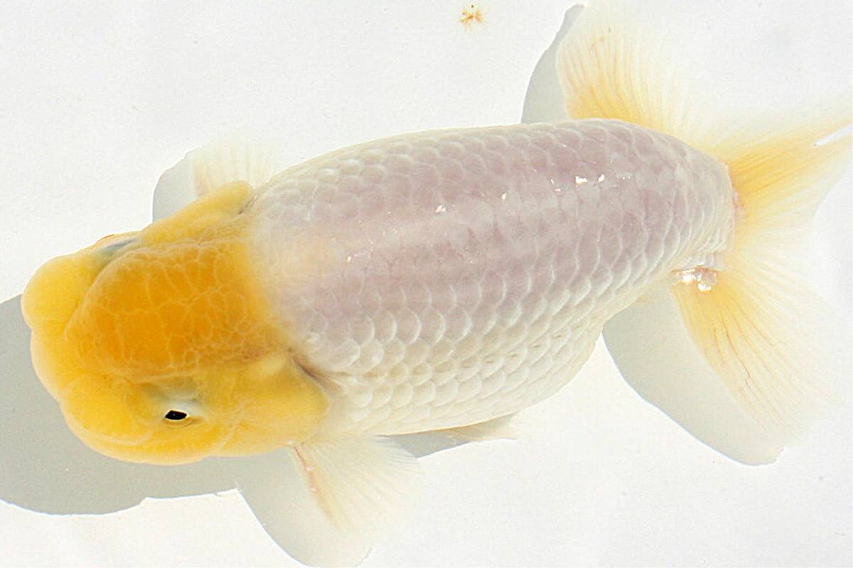 らんちゅう2歳14センチ