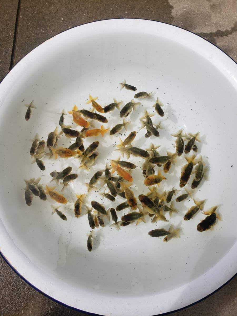 【天明らんちゅう】■厳選本命魚■■　特選魚　黒子　極上品　研究会用　洗面器全部　■■ 天明らんちゅう□厳選本命魚□□ 特選魚 筒の太い黒子 洗面器