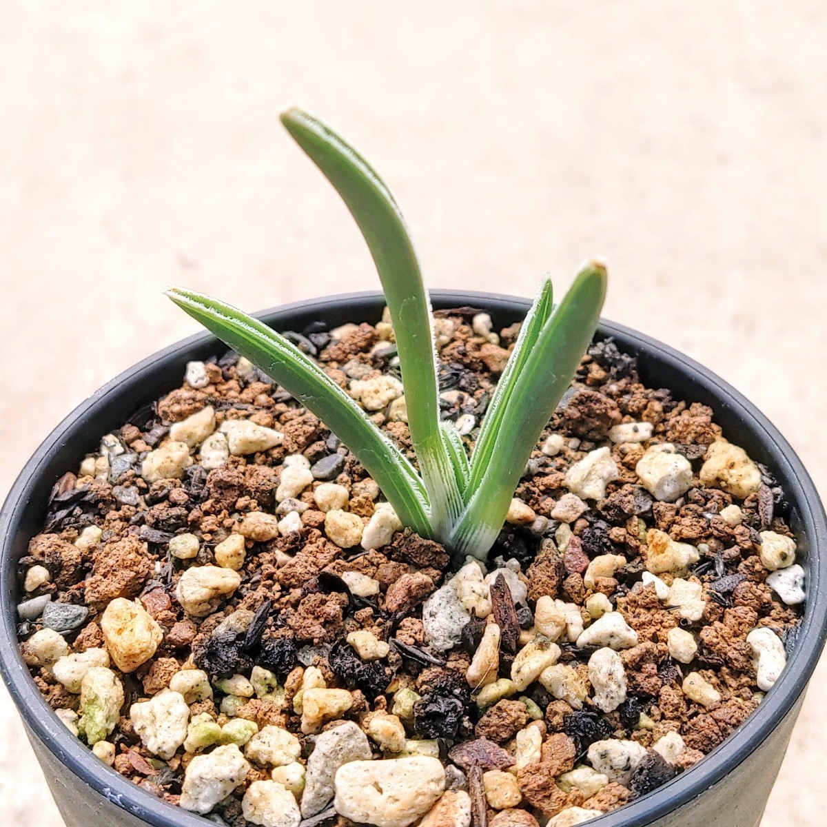 【やや傷や汚れあり】【自家採種“種子”/10粒】Ornithogalum britteniae (Table Farm, near Grahamstown)/オーニソガラム・ブリッテニアエ