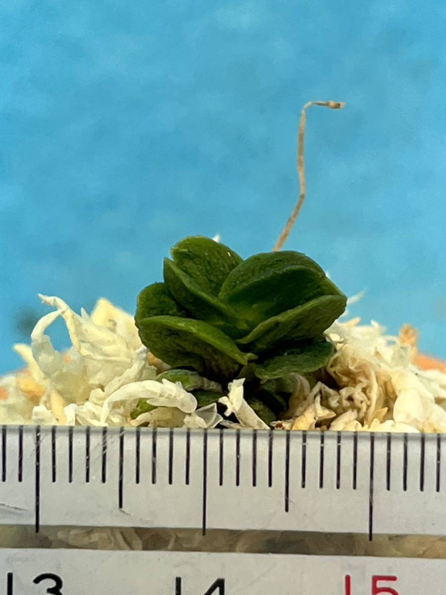 富貴蘭　曙羅紗法師 富貴蘭 曙羅紗法師