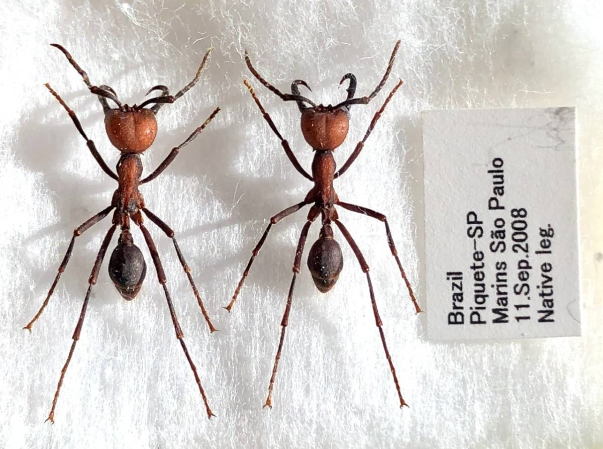 未使用】【札幌発】ブラジルの軍隊アリ アリ 昆虫標本 no.57の落札情報