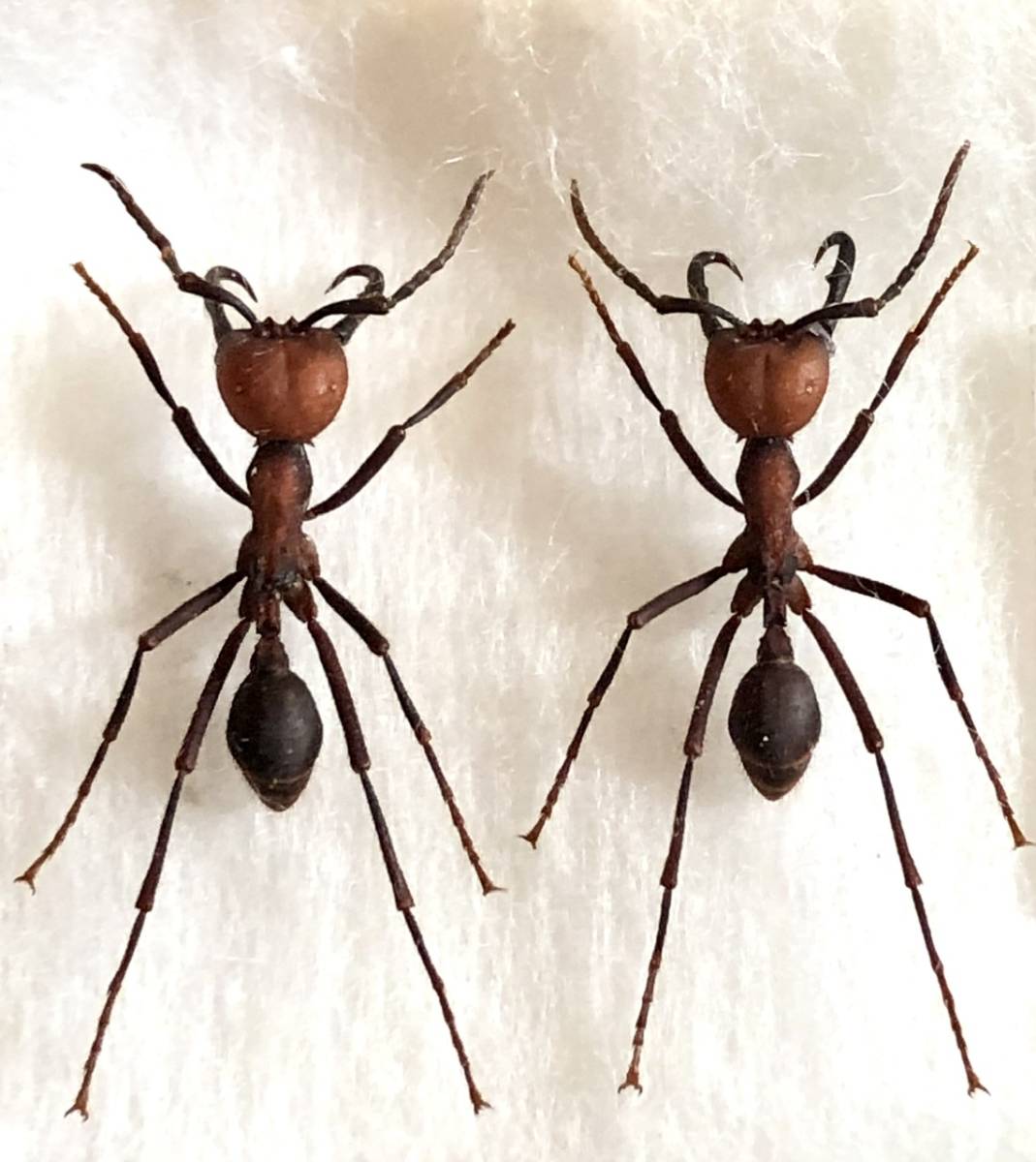 未使用】【札幌発】ブラジルの軍隊アリ アリ 昆虫標本 no.57の落札情報