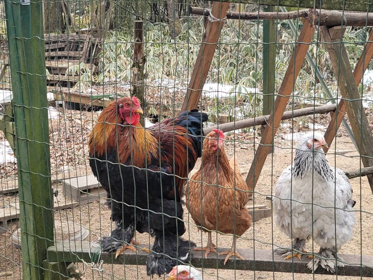 【未使用】世界最大の鶏ブラマの平飼い有精食用卵12個の落札情報詳細 - ヤフオク落札価格検索 オークフリー