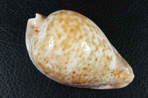 タカラガイ、貝殻、ヒメシロガネダカラ タカラガイ、貝殻、ヒメシロガネダカラ タカラガイ、貝殻、ヒメ