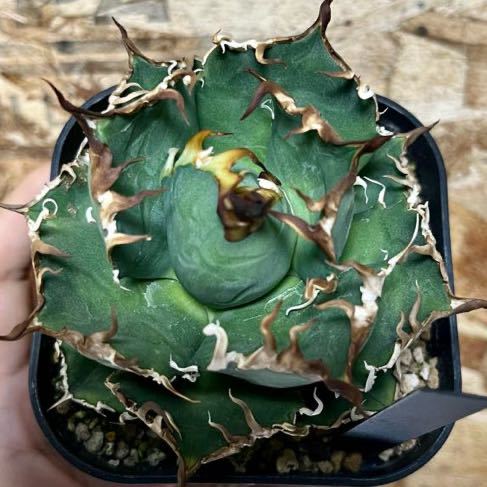 Arizona Ambition アリゾナアンビション チタノタtitanota