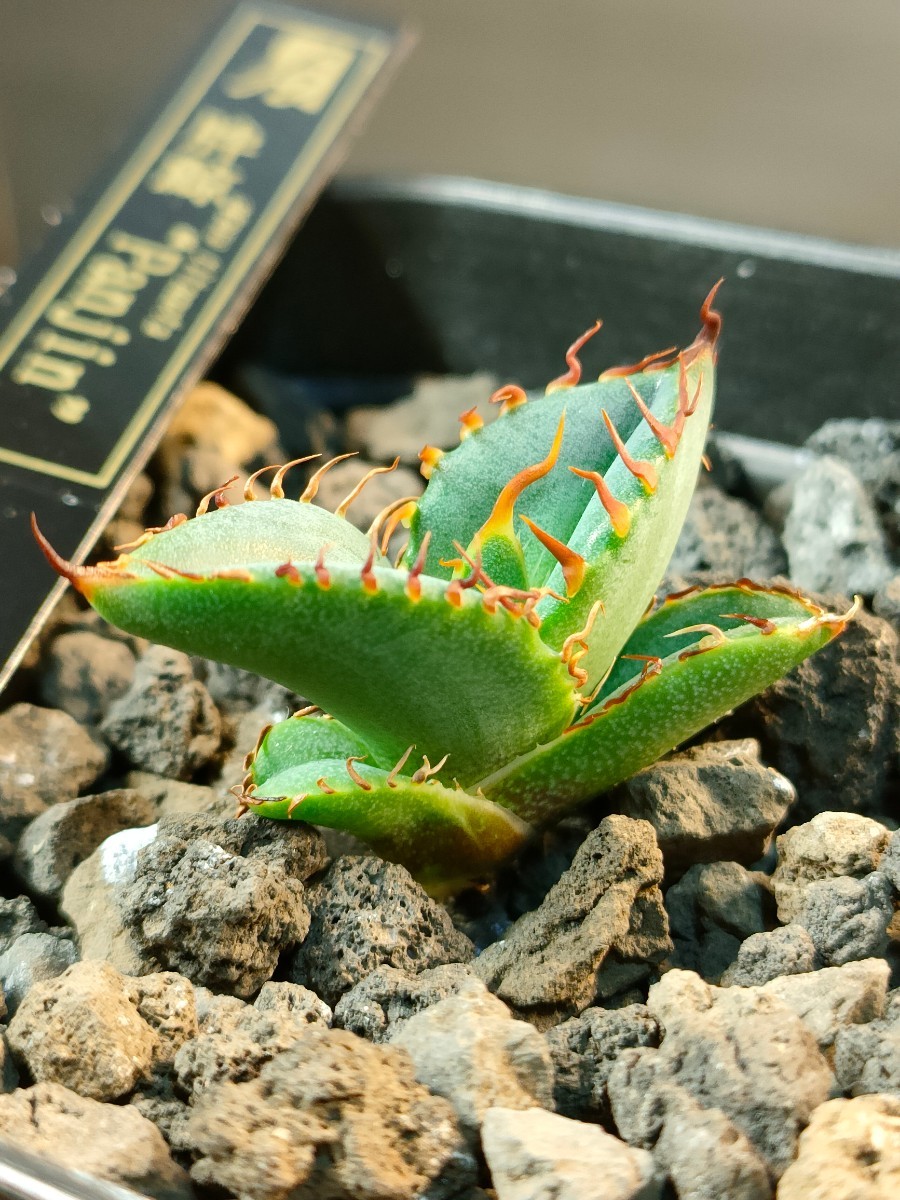 アガベ チタノタ Special / 胖鯨 子株付き アガベ チタノタ スペシャル