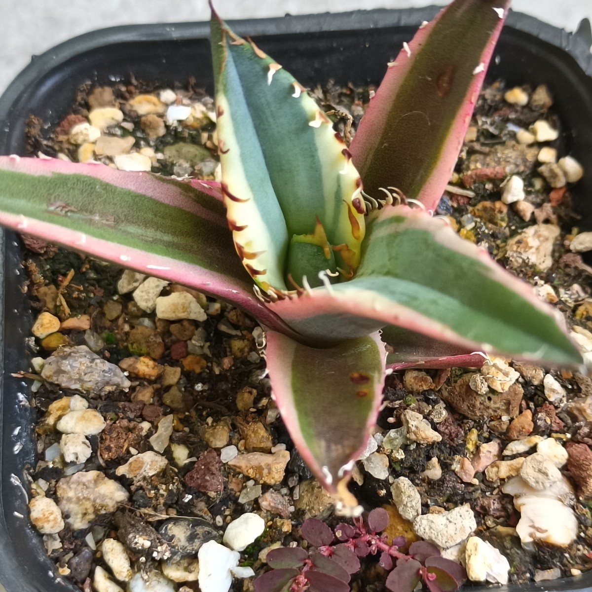 アガベ チタノタ 黒鯨 抜き苗発送 【公式通販】