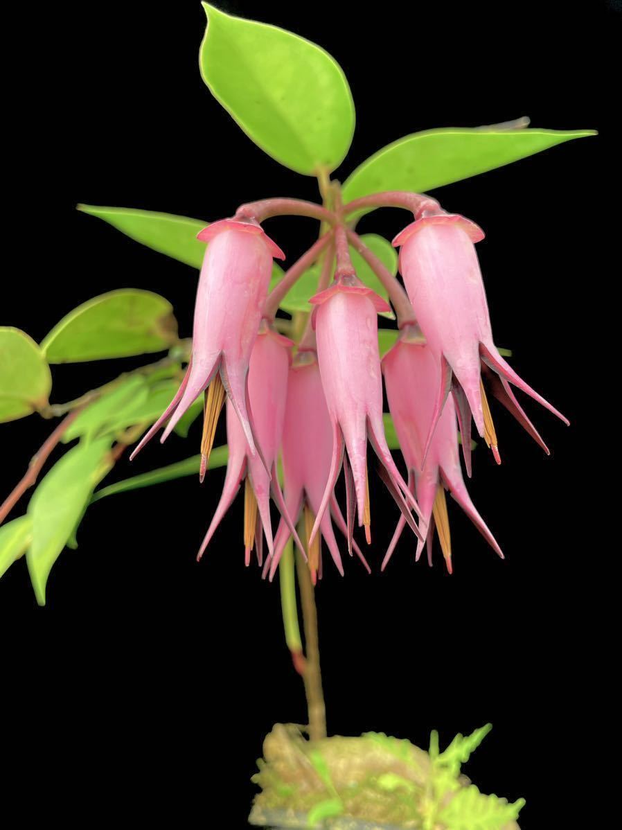 着生ツツジ Ceratostema Zamorana セラトステマ Ceratostema zamorana