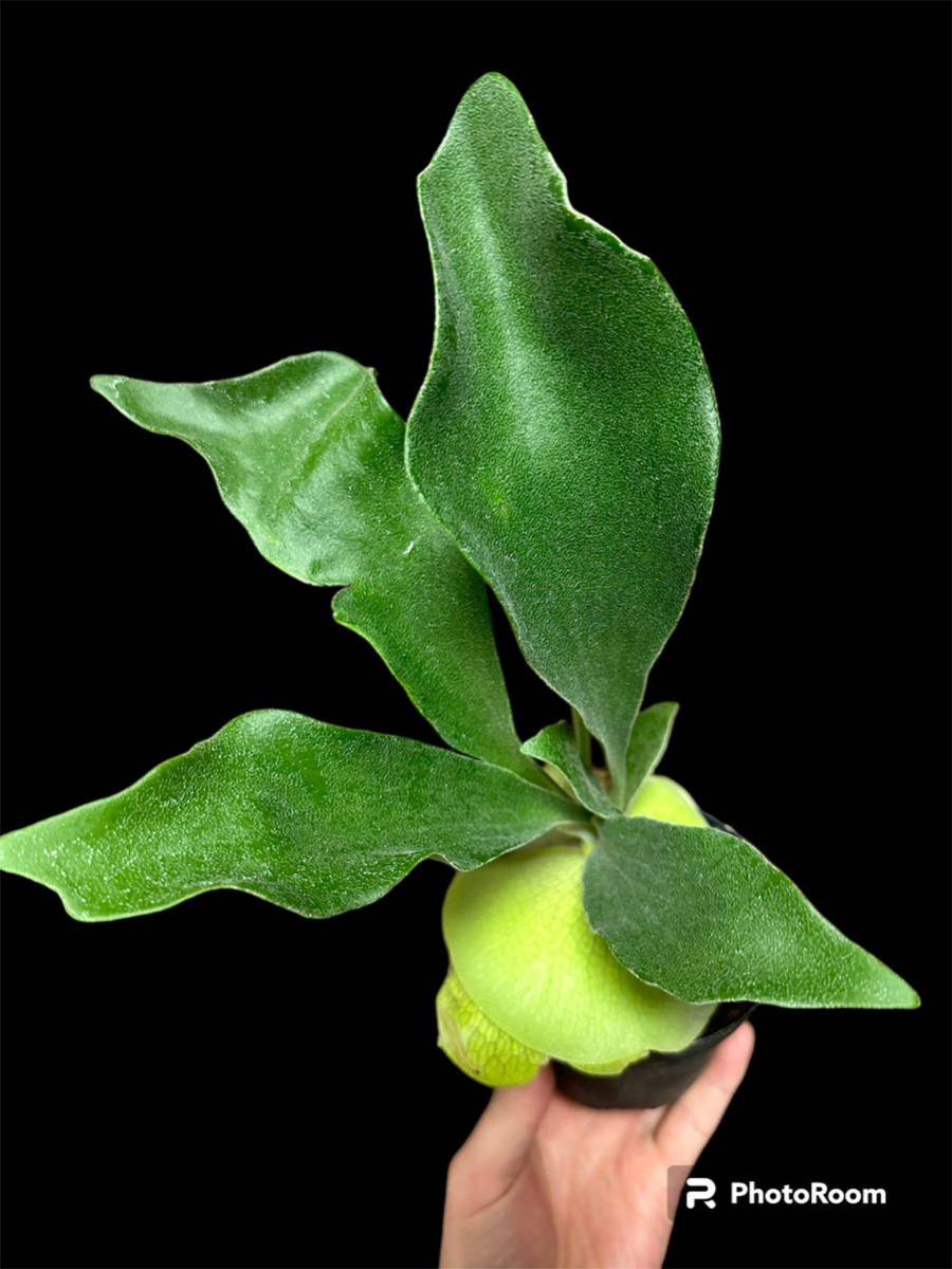 未使用】P.hillii 'dragon' spore 鬼ウネリ 選抜 ビカクシダ ヒリー