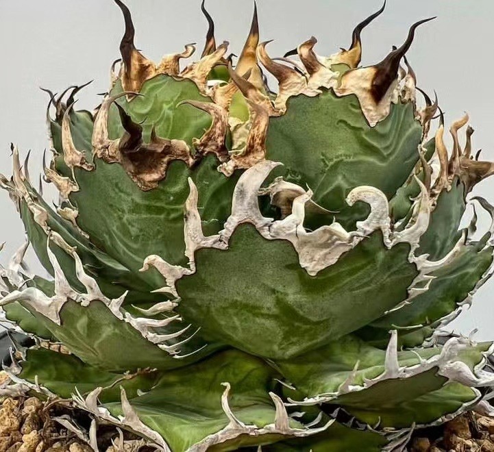 多肉植物アガベチタノタ狼人極上株(アガベチタノタ 多肉植物 多肉植物アガベチタノタ狼人極上株(アガベチタノタ 多肉植物