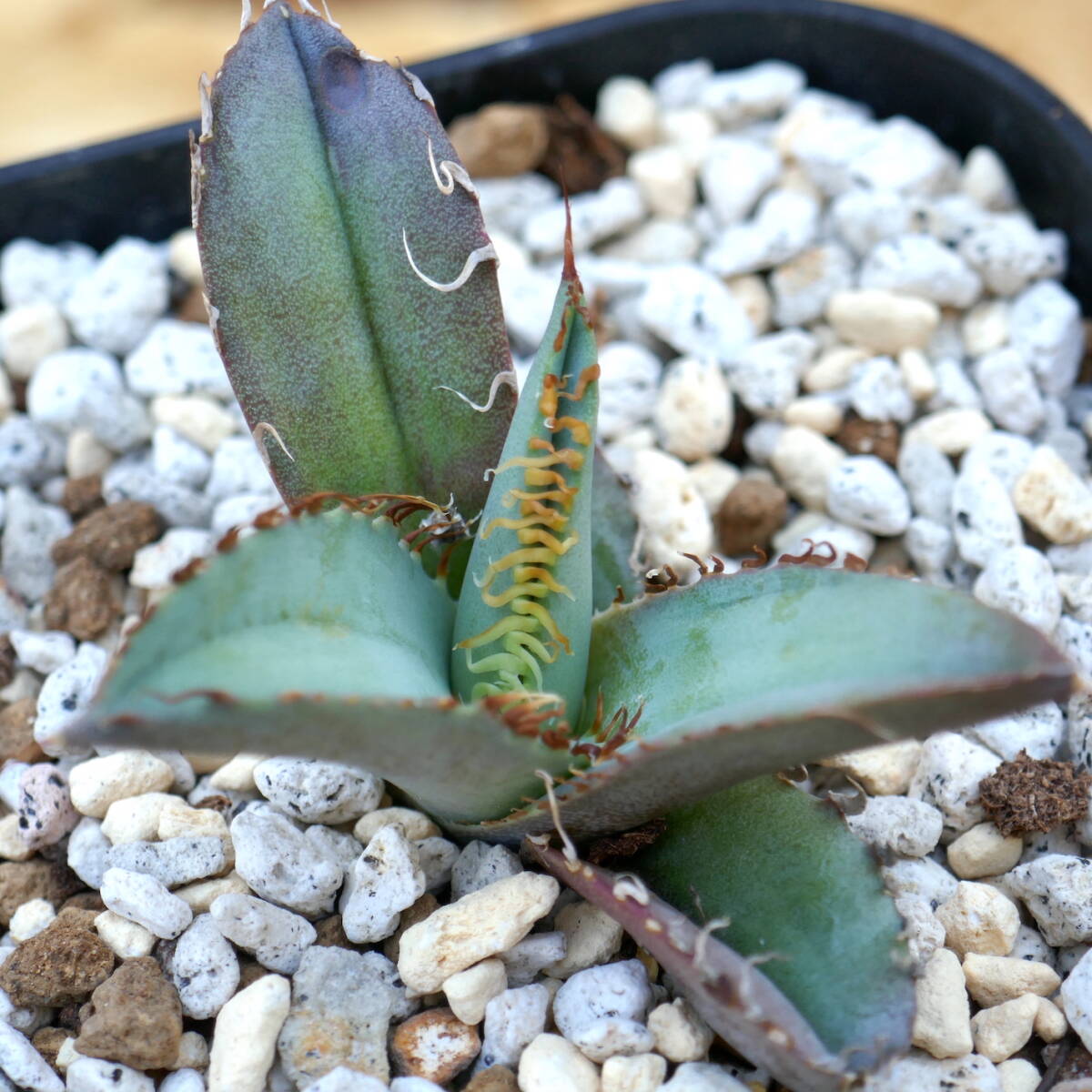 アガベ チタノタ × ブルーグロー ハイブリッド アガベ ハイブリッド チタノタ×ブルーグロー Snowglow Agave Sport