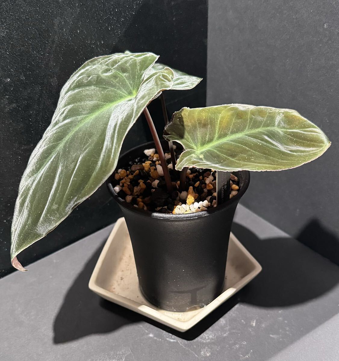 現地球 発根済 コレクション株 SRL鉢付 グラキリス 塊根植物 咬ん 