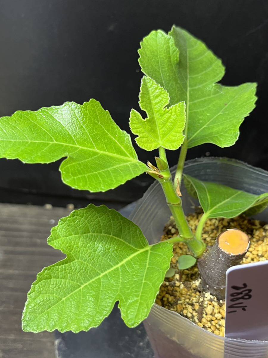 イチジクの良苗。Black Tripe