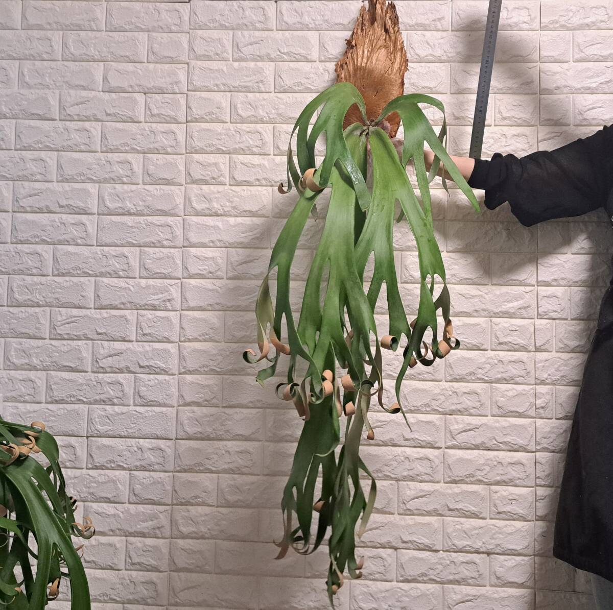 ウィリンキーロール大株 ゲリラ値下げ大株ビカクシダ ウィリンキーwild