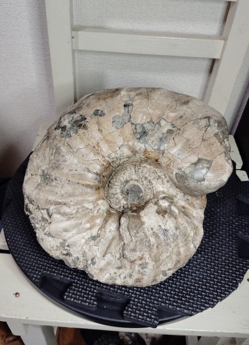 アンモナイト　パキ　化石　夏休み　自由研究 アンモナイト パキ 化石 夏休み 自由研究 アンモナイト化石の