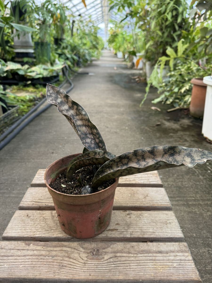 MK-3S様専用】サンスベリア ロリダ 斑入り Sansevieria MK-3S様専用】サンスベリア ロリダ 斑入り Sansevieria
