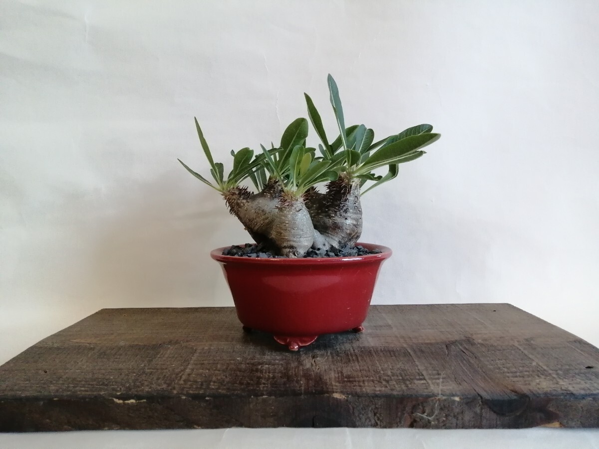 発根済 パキポディウム グラキリス 多頭2頭 現地球 2 パキポディウム