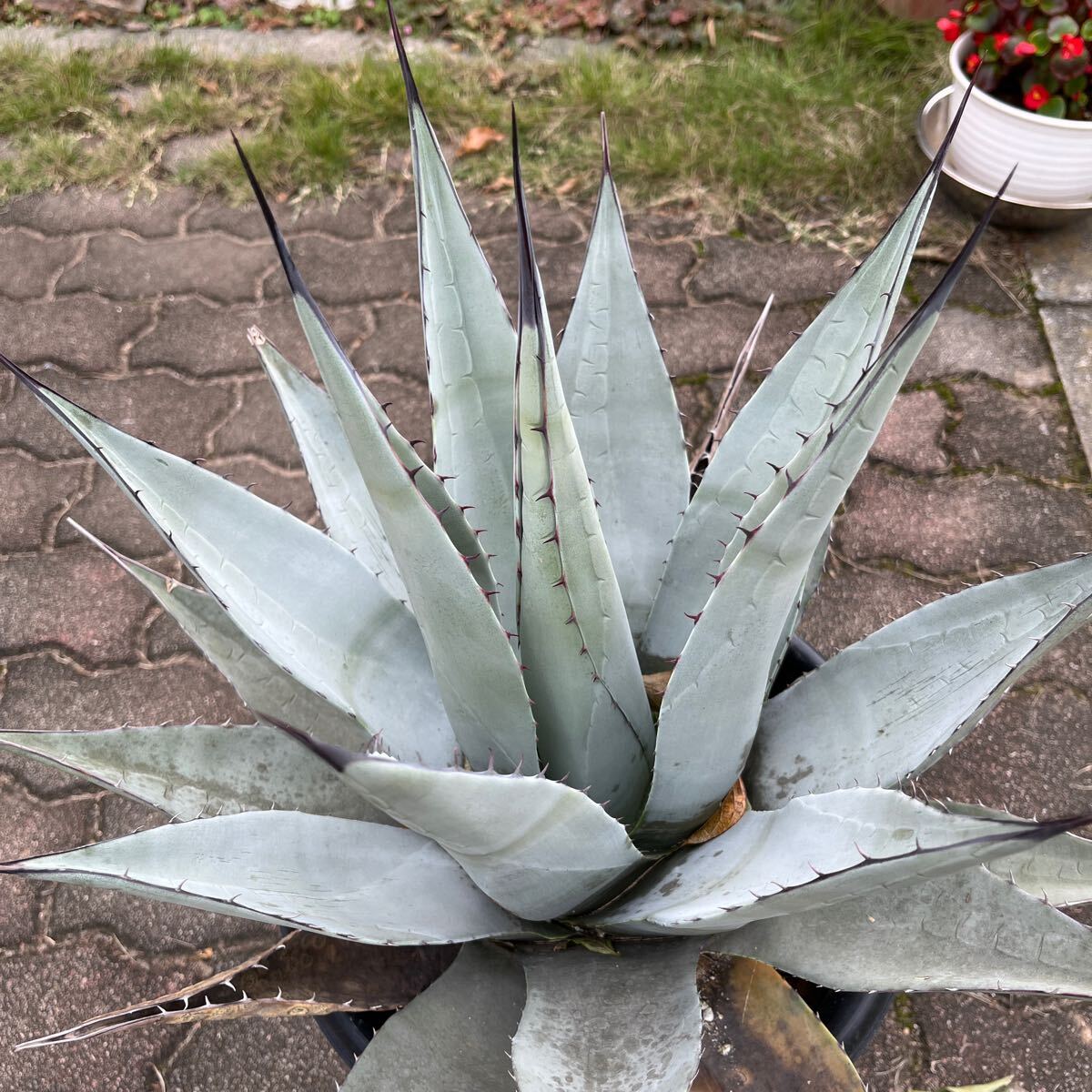 アガベ　ネオメキシカーナ　大株