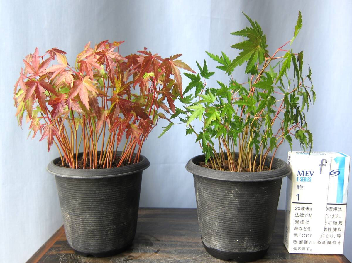 70 山採り　ヤマモミジ 70 山採り ヤマモミジ