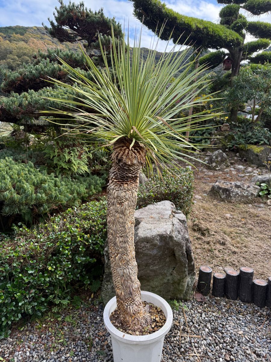 ユッカロストラータ 極太 (も) ユッカ・ロストラータ | HITOTOKI by MAKIMO PLANT