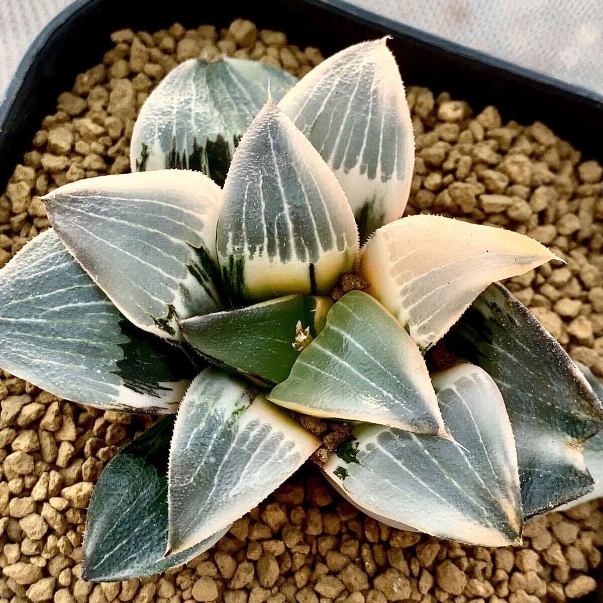 ハオルチア 多肉植物 トロピカル・ナイト錦 極上斑 超珍しい四色錦