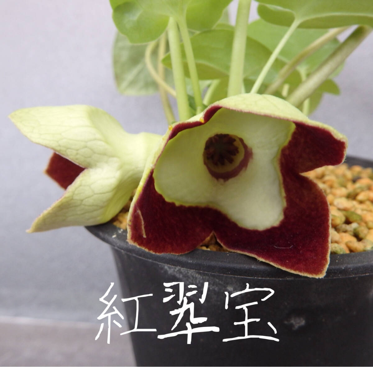 富貴蘭「島の奇跡の斑入り」現品限りの一品物 2月号の特集「予算五千円で始められる奇跡の富貴蘭」です