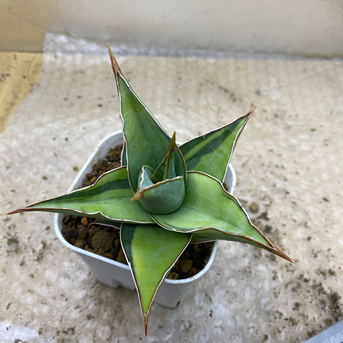 S-86 超希少 サンスベリア タワー 斑入り 輸入株 鉢ごと発送 S-86 超希少 サンスベリア タワー 斑入り 輸入株 メルカリ便発送