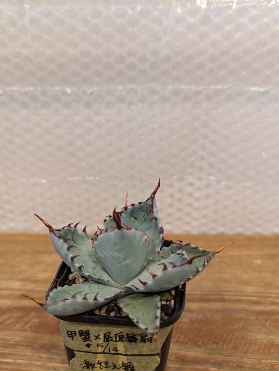 アガベ 激怒之舞 ハイブリッド 子株 【公式通販】