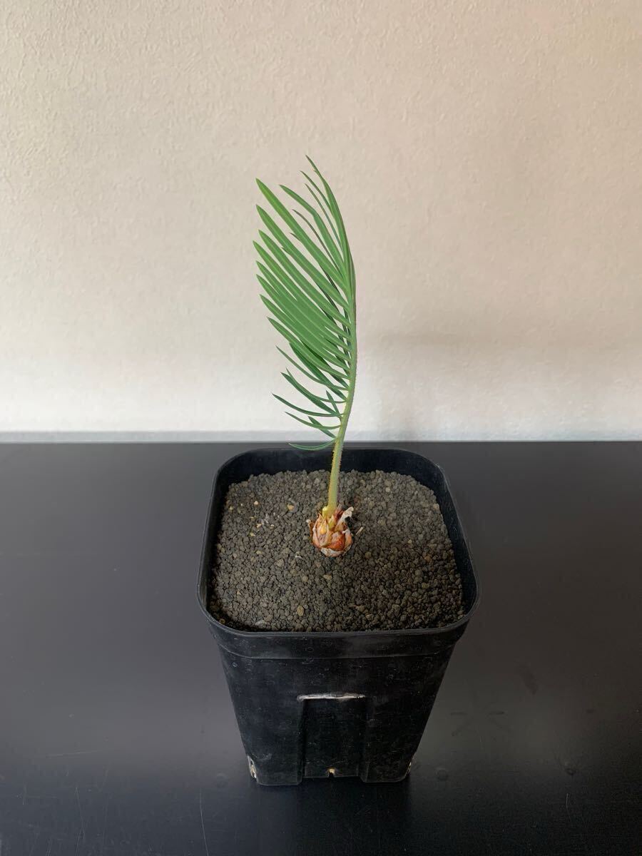 cycas cairnsiana（サイカス　カイルンシアナ）１株　実生 サイカス カイルンシアナ cycas cairnsiana 1株 実生株