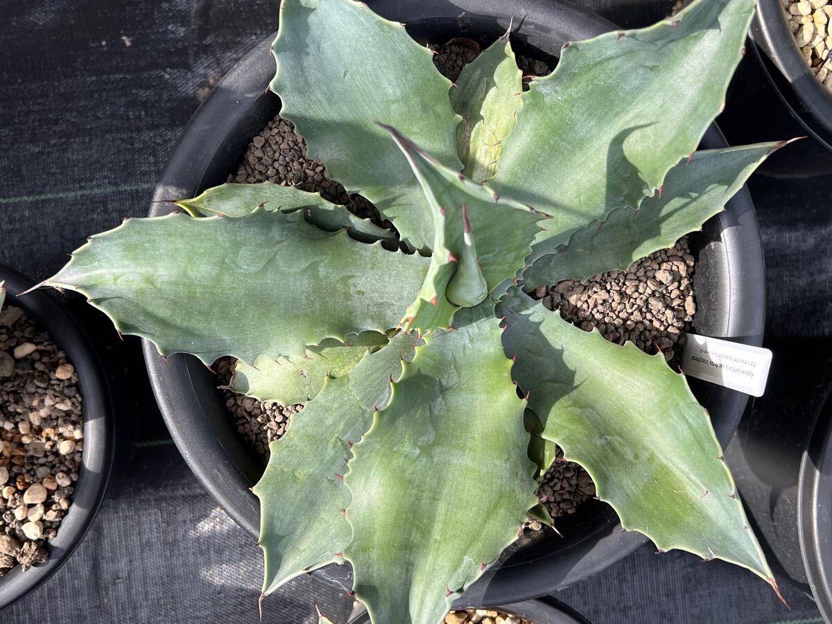 ナッツ アガベ　大株　サルミアナフェロックス　覆輪斑 ナッツ アガベ 大株 サルミアナフェロックス 覆輪斑 アガベ