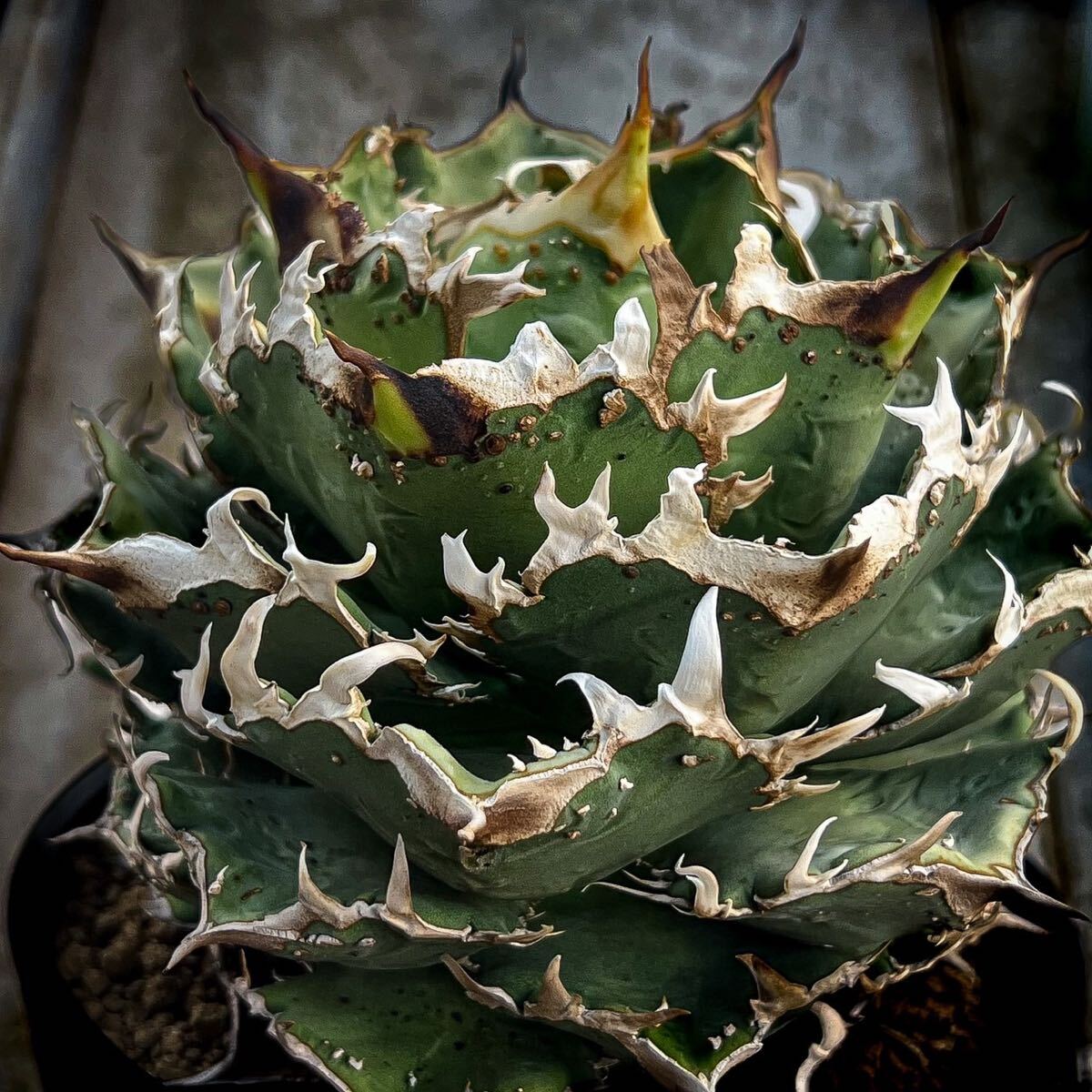 Agave titanota studs アガベ チタノタ ブツブツ 子株付 特選】アガベ