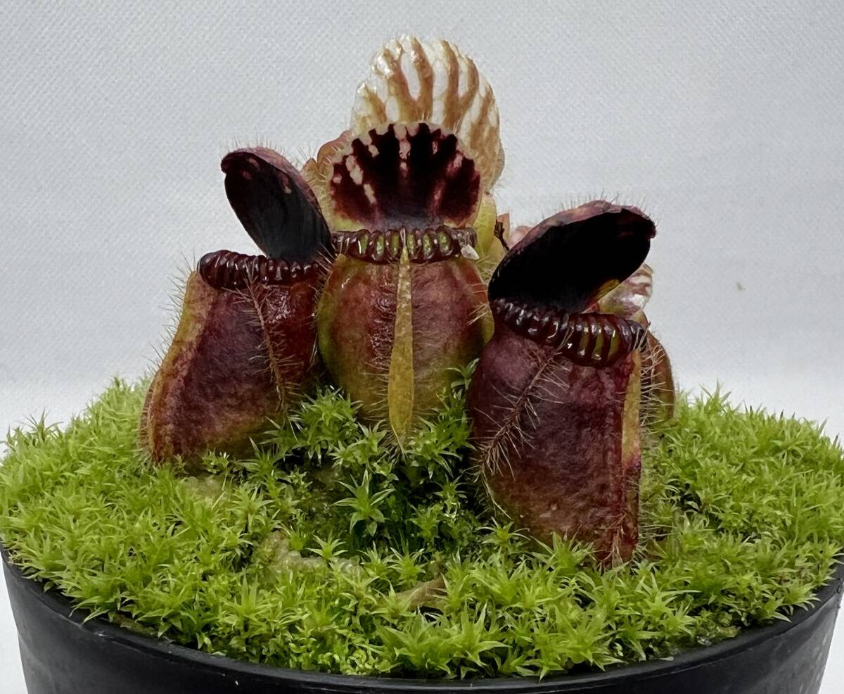 その他観葉植物 Cephalotus follicularis `Big Boy' Cedric P097 1-1 Cephalotus follicularis `Big Boy' Cedric | Y's