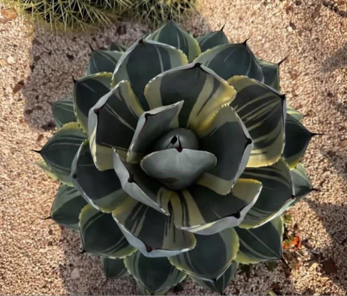 アガベ パリーライムストリーク 美大株 【公式通販】