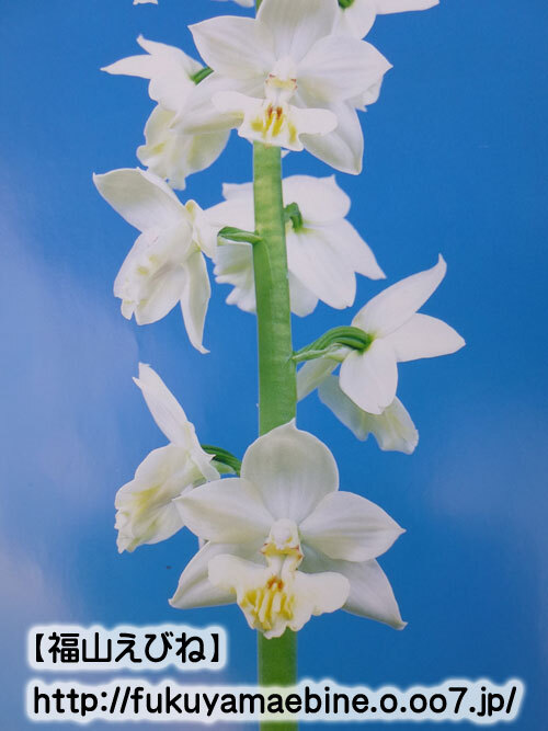 えびね名花銘品大全集 えびねバイオ 開花株 345 エビネ 海老根蘭 寒蘭 春蘭 山野草 花