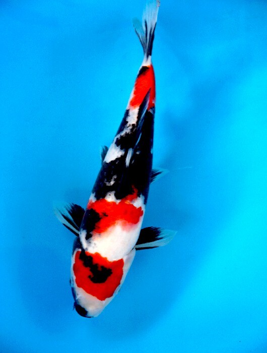 特選金魚●弥富産！●特大！丹頂♂♀１ペア●三歳●約１６センチ 特選金魚○弥富産！○超特大！丹頂♂♀１ペア＋１尾○